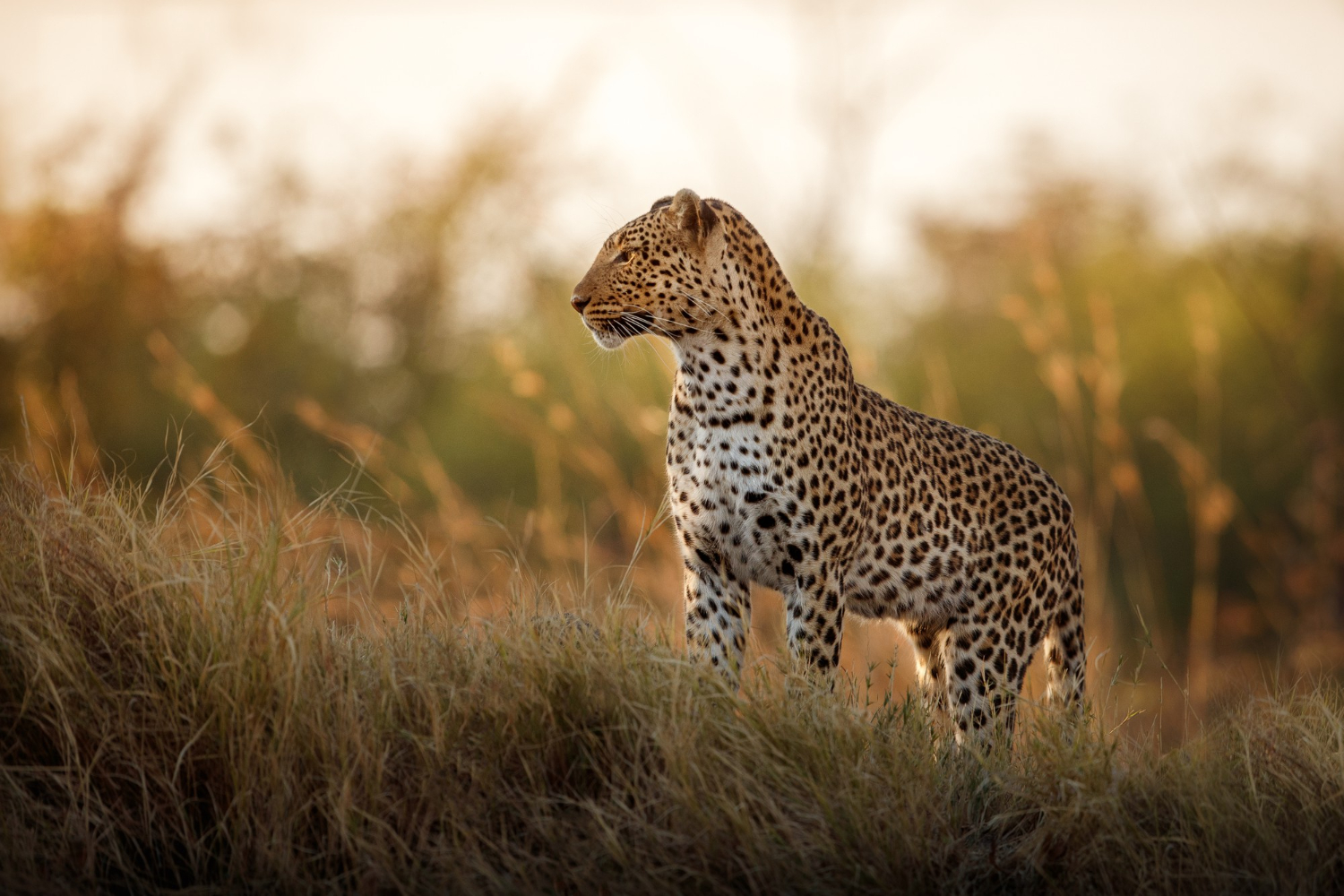 african-leopard-female-pose-beautiful-evening-light