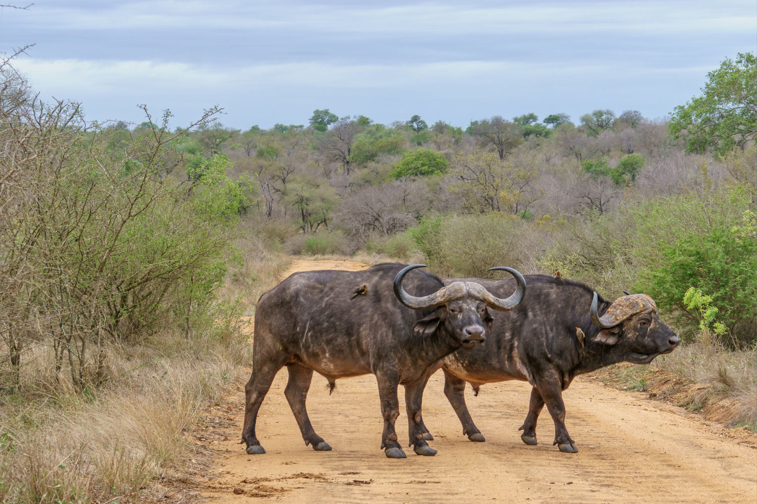 eye-level-shot-two-giant-horned-african-buffalos-standing-dirty-unpaved-road